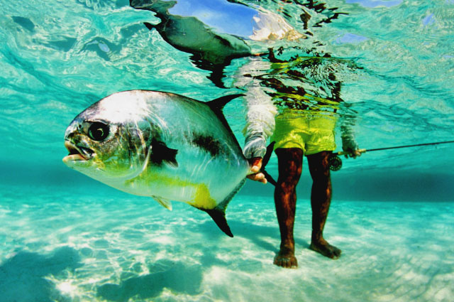 Fly Fisher releasing a salt water fish. Picture taken underwater.